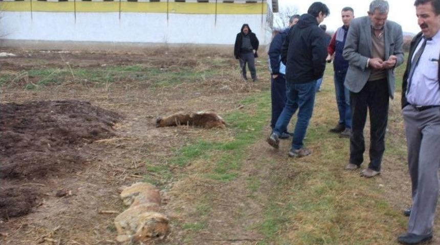 K&uuml;tahya&rsquo;daki Toplu K&ouml;pek &Ouml;l&uuml;mleri