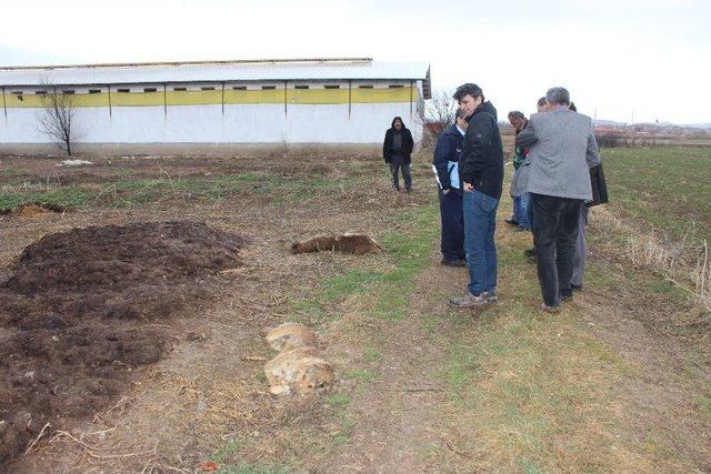 Kütahya’daki Toplu Köpek Ölümleri