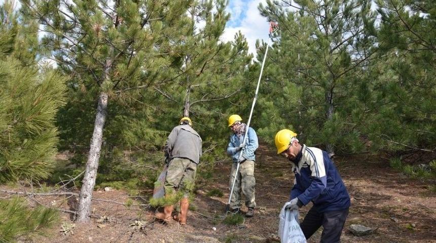 K&uuml;tahya Orman B&ouml;lge M&uuml;d&uuml;rl&uuml;ğ&uuml; &Ccedil;am Kese B&ouml;ceğine Savaş A&ccedil;tı