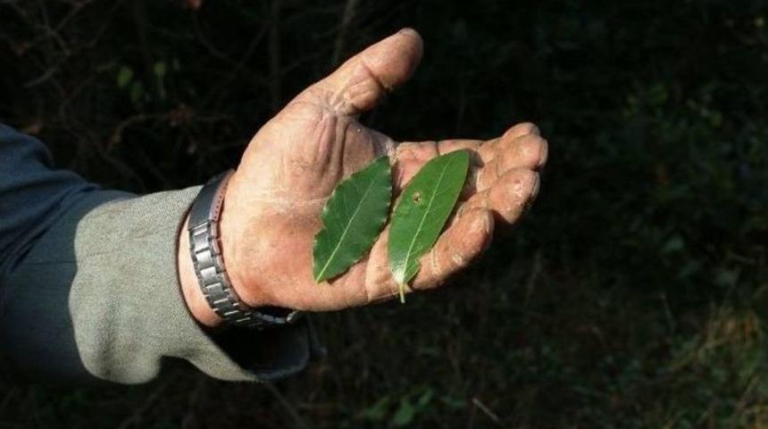Defne İstihdam Kaynağı Oldu