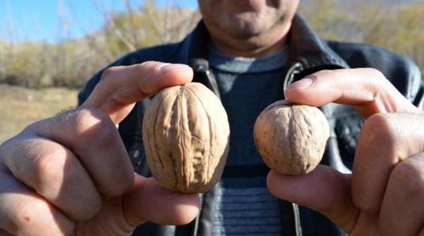 Adilcevaz Cevizi Tescillendi