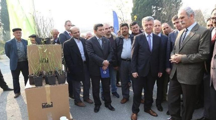 Bursa&rsquo;da &lsquo;yaban Mersini&rsquo; D&ouml;nemi