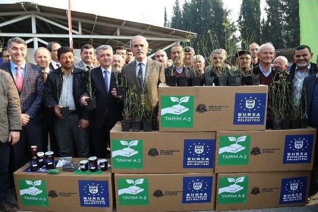 Bursa’da ‘yaban Mersini’ Dönemi