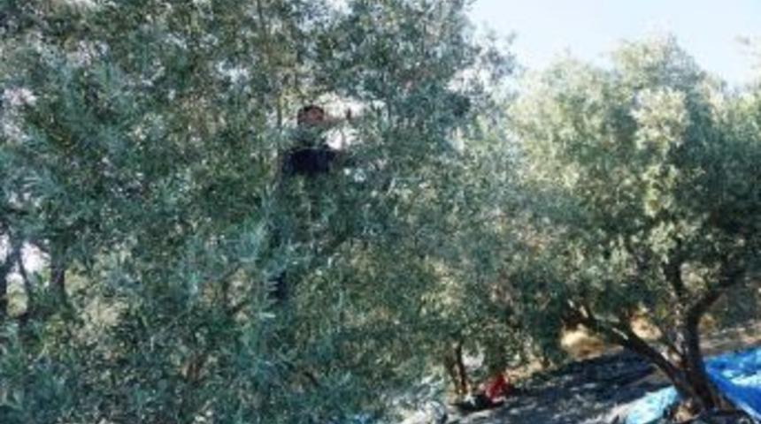 Zeytinde Sinek Problemi &Uuml;reticinin Belini B&uuml;kt&uuml;