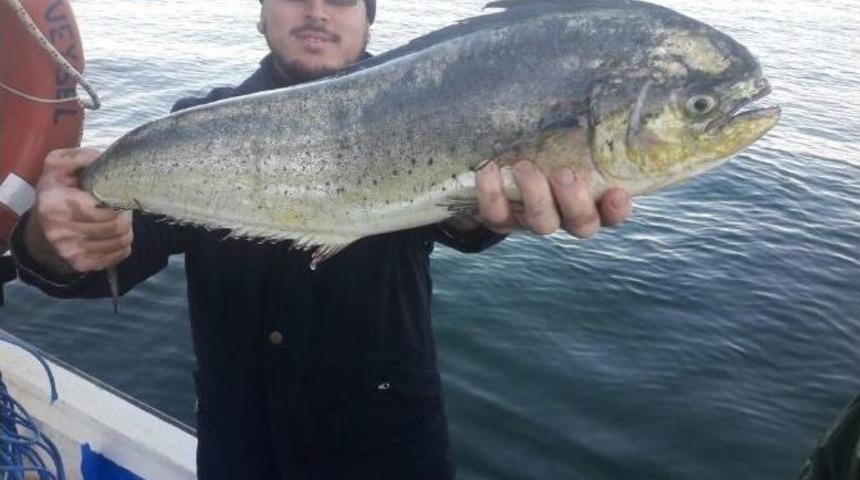 Marmara&rsquo;da Bir İlk...balık&ccedil;ılar Da Şok Oldu