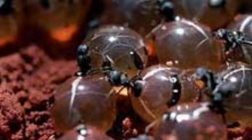 Karınca Yumurtası Yağı T&uuml;ylerden Kurtarıyor Mu?