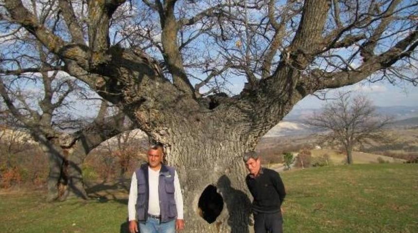 400 Yıllık Ağacın Korumaya Alınmasını Istedi