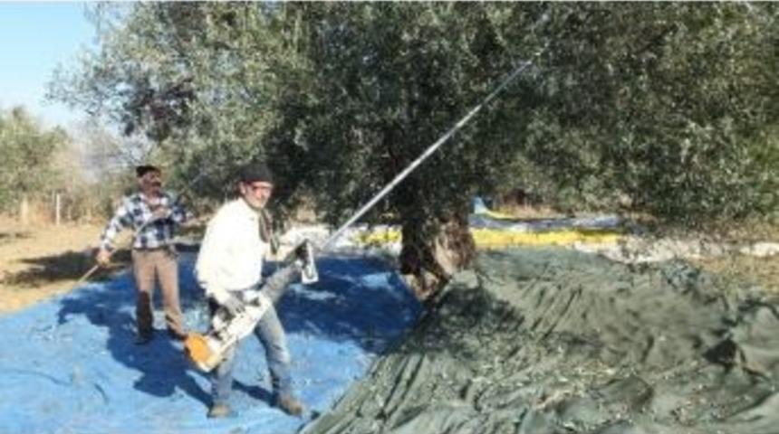 Zeytin Hasadında Makine Kolaylığı