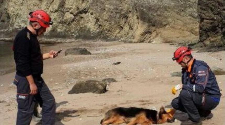 Kayalıklardan D&uuml;şen K&ouml;pek Sahil G&uuml;venlik Botuyla Kurtarıldı