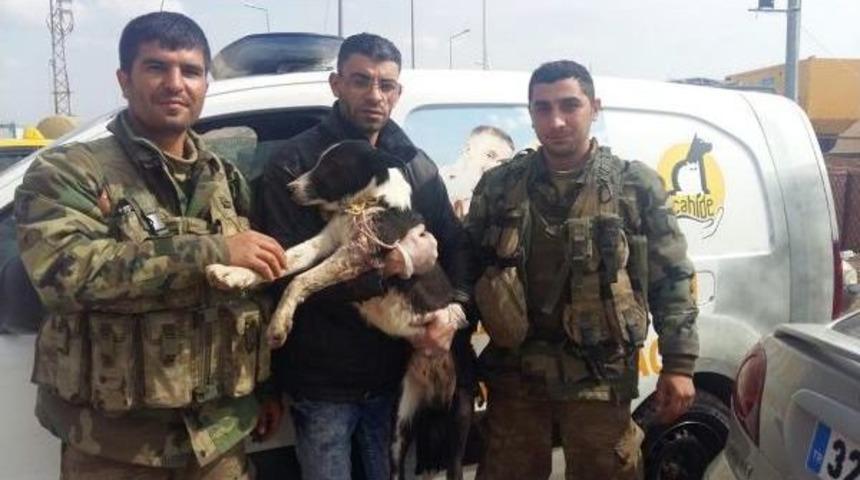 'barış'tan Sonra El Bab'da Yaralanan 'mucize' De Gaziantep'te