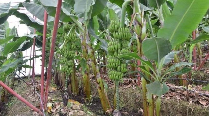 Orman B&ouml;lge M&uuml;d&uuml;rl&uuml;ğ&uuml;&rsquo;nden 17 Aileye Muz &Uuml;retimi Kredisi