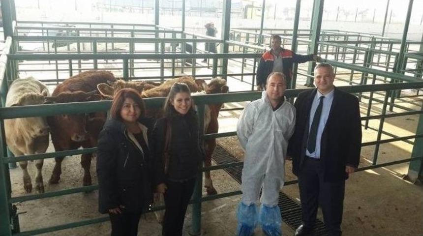 Salihli&rsquo;de Gen&ccedil; &Ccedil;ift&ccedil;ilere Damızlık D&uuml;ve Desteği