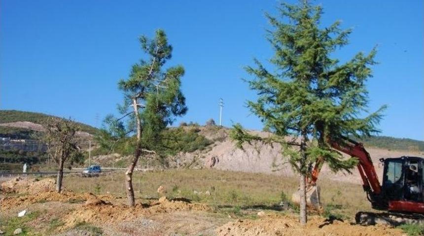 K&ouml;rfez&rsquo;de Ağa&ccedil; Duyarlılığı