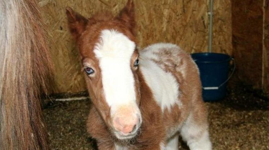 Pony Park&rsquo;ta Bebek Pony Sevinci