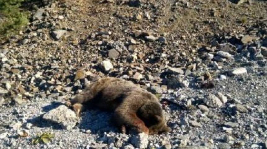 Avcıların 2 Yavrusu Ile Vurduğu Ayı M&uuml;zede Sergilenecek