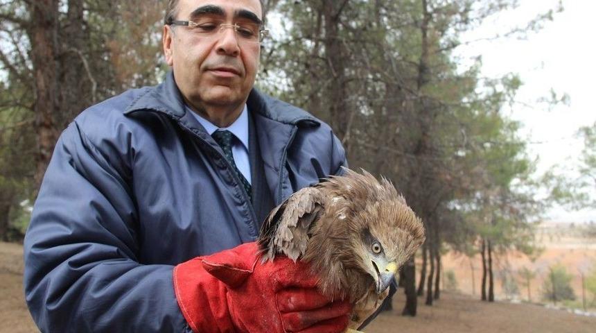 Yaralı Yaban Hayvanları &Ouml;nce Sağlıklarına Sonra Da &Ouml;zg&uuml;rl&uuml;klerine Kavuştu
