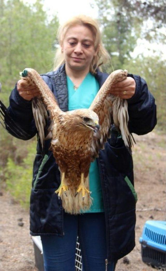 Yaralı Yaban Hayvanları Önce Sağlıklarına Sonra Da Özgürlüklerine Kavuştu