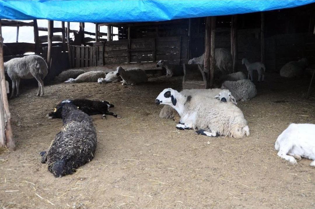 Yozgat&rsquo;ta Ş&uuml;pheli Hayvan &Ouml;l&uuml;mleri