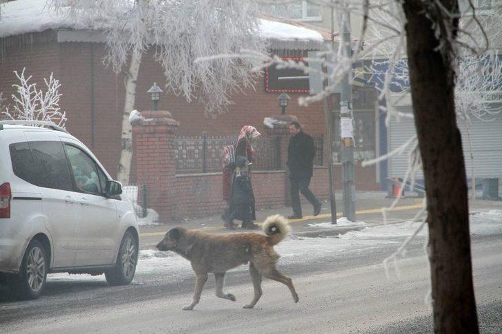 Ardahan’da Kırağı Tutan Ağaçlar Beyaza Büründü G3