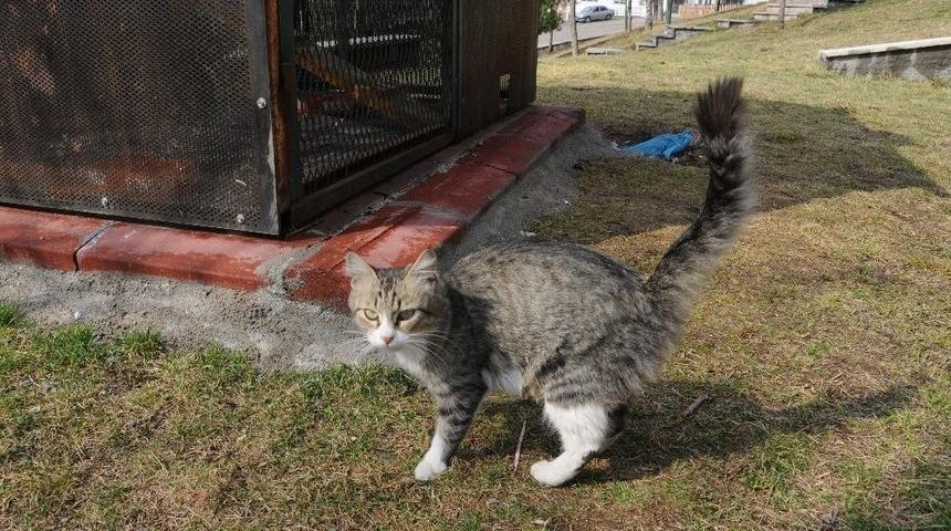 Şanslı&rsquo;nın Yavruları Emin Ellerde