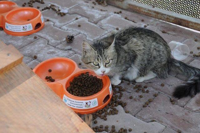 Şanslı’nın Yavruları Emin Ellerde