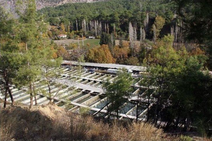 Muğla’da Milyonlarca Balık Telef Oldu G1