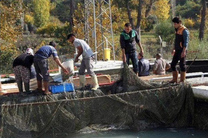 Muğla’da Milyonlarca Balık Telef Oldu G2