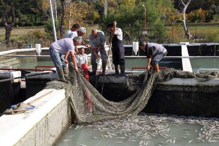 Muğla’da Milyonlarca Balık Telef Oldu G3