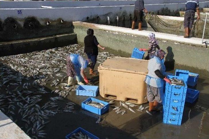 Muğla’da Milyonlarca Balık Telef Oldu G4