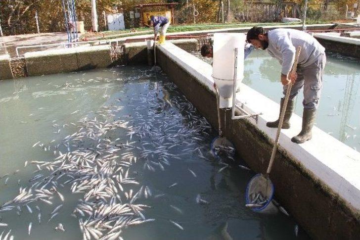 Muğla’da Milyonlarca Balık Telef Oldu G5
