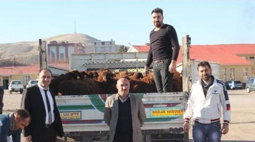 Muş’ta Genç Çiftçilere 240 Koyun Dağıtıldı