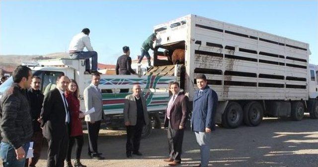 Muş’ta Genç Çiftçilere 240 Koyun Dağıtıldı