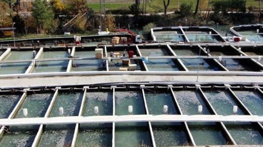 Bir Gecede 10 Milyona Yakın Alabalık Telef Oldu