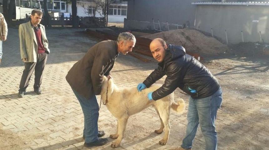 Malkara&rsquo;da 5 Bin 500 K&ouml;pek Ve Kediye Kuduz Aşısı Yapılacak