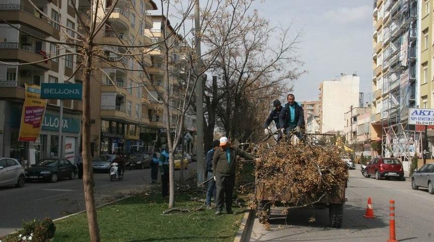 Kilis Belediyesi Ağa&ccedil;ları Budamaya Başladı
