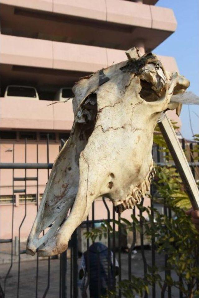 İzmir'de Bulunan Hayvan Kafatasları Şaşkınlığı