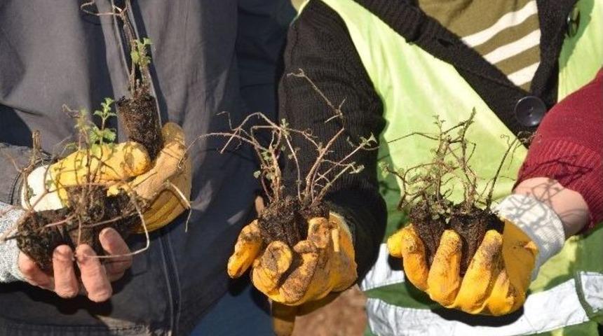 T&uuml;rkiye&rsquo;nin İlk Isırgan Otu Tarlası Giresun&rsquo;un G&ouml;rele İl&ccedil;esinde Kuruldu