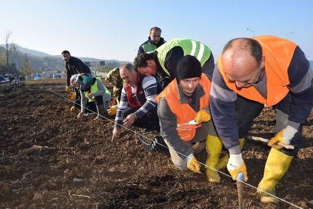 Türkiye’nin İlk Isırgan Otu Tarlası Giresun’un Görele İlçesinde Kuruldu