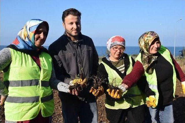 Türkiye’nin İlk Isırgan Otu Tarlası Giresun’un Görele İlçesinde Kuruldu