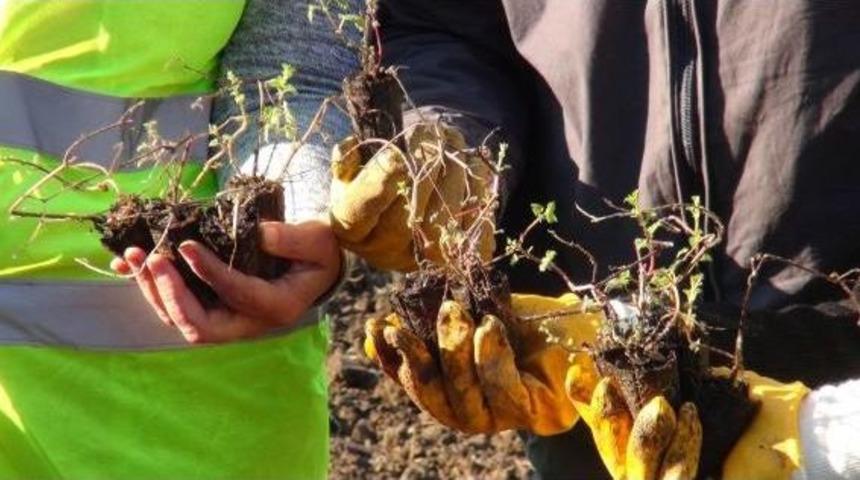 Giresun'da Isırgan D&uuml;nyası' Projesinde Son Dikimler Yapıldı