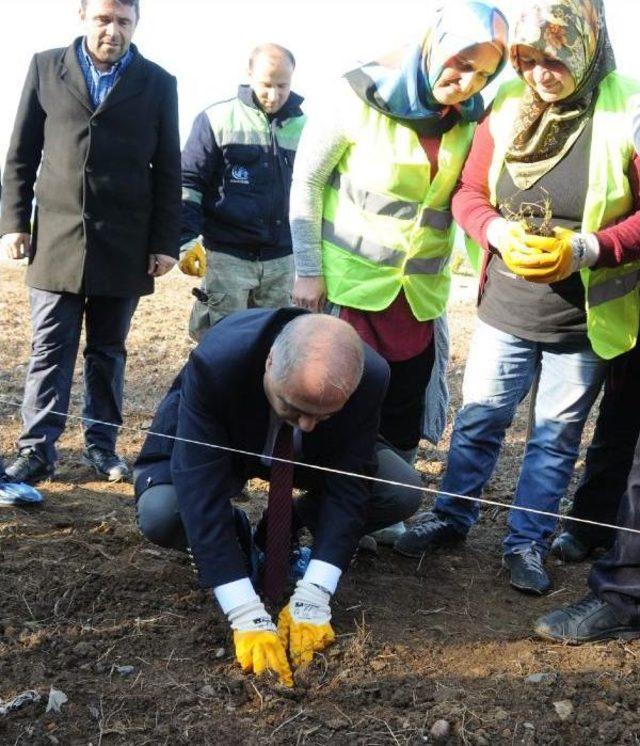 Giresun'da Isırgan Dünyası' Projesinde Son Dikimler Yapıldı