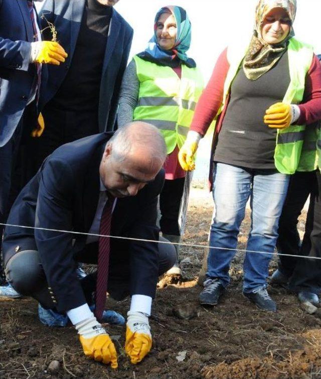 Giresun'da Isırgan Dünyası' Projesinde Son Dikimler Yapıldı