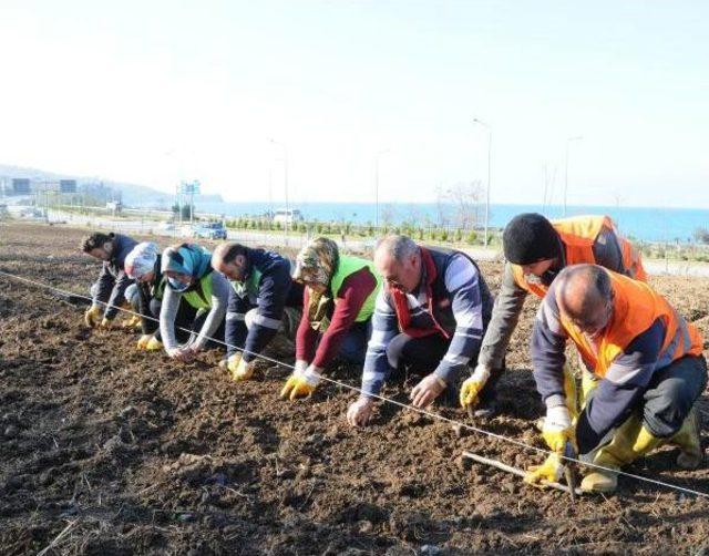 Giresun'da Isırgan Dünyası' Projesinde Son Dikimler Yapıldı