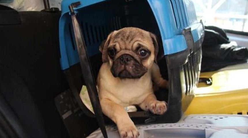 G&uuml;mr&uuml;kten Satışa &Ccedil;ıkan Yavru Kedi Ve K&ouml;pekleri Haytap Aldı