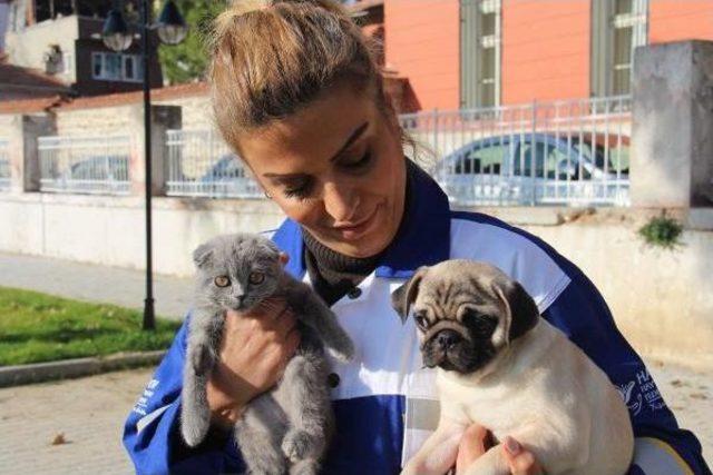 Gümrükten Satışa Çıkan Yavru Kedi Ve Köpekleri Haytap Aldı