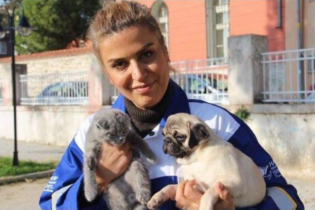 Gümrükten Satışa Çıkan Yavru Kedi Ve Köpekleri Haytap Aldı