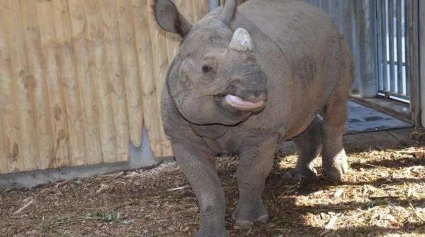 Hint Gergedanı Samir Ile Komala Yaz D&ouml;neminde Bir Araya Gelecek