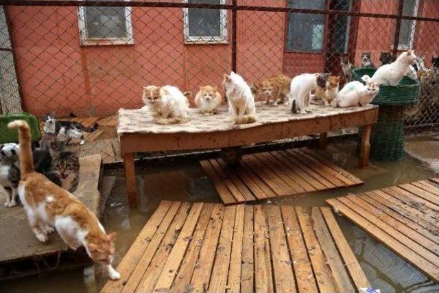 Barınaktaki Kediler Yine Sular Altında Kaldı