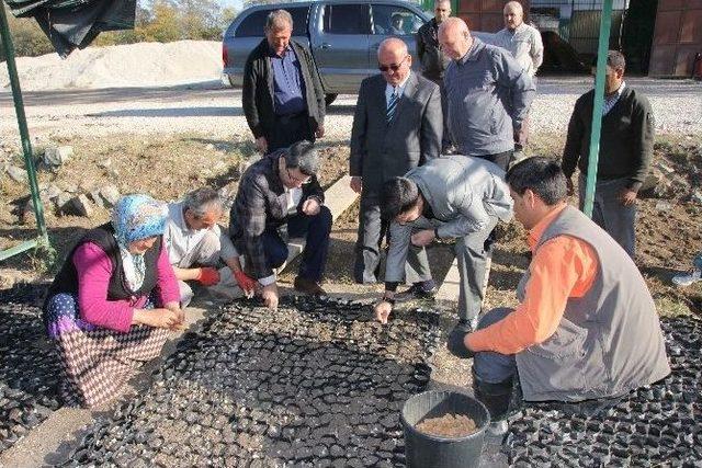 Hatay Orman Fidanlığı 2016 Yılında 6 Milyon Fidan Üretti