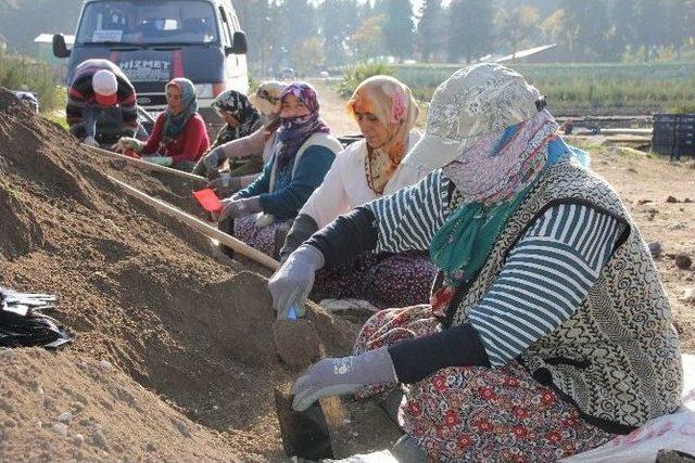 Hatay Orman Fidanlığı 2016 Yılında 6 Milyon Fidan Üretti